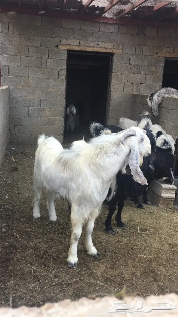 تيسين فحول للبيع 