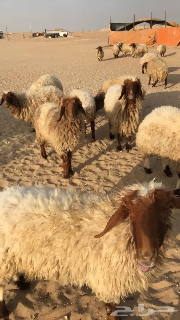 غنم نعيم مراح 