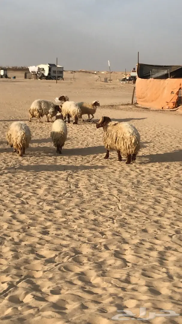 غنم نعيم مراح  (image 1)