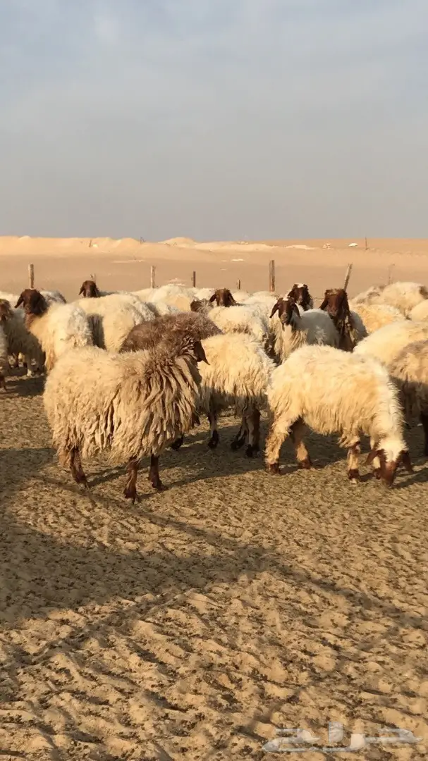 غنم نعيم مراح  (image 2)