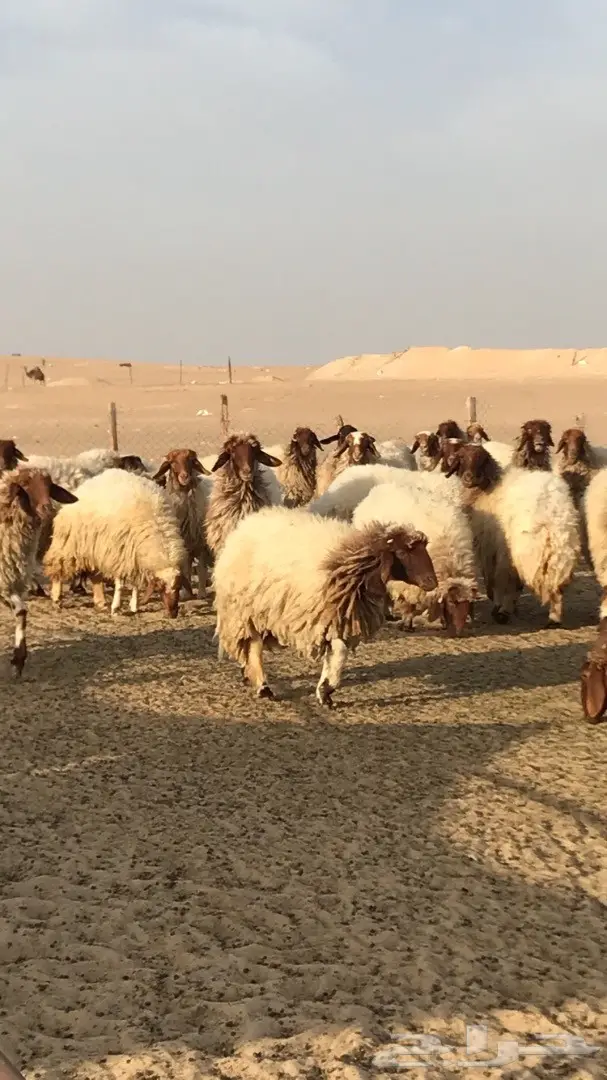 غنم نعيم مراح  (image 3)
