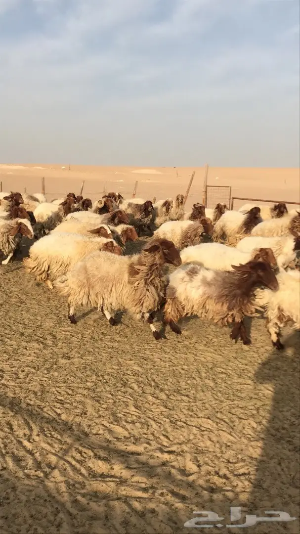 غنم نعيم مراح  (image 4)