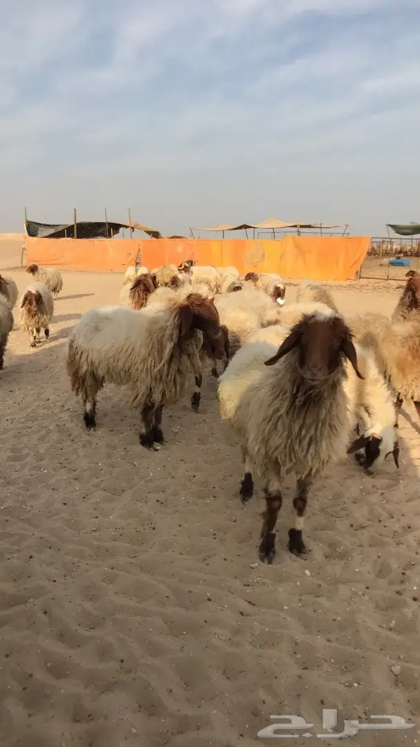 غنم نعيم مراح  (image 5)