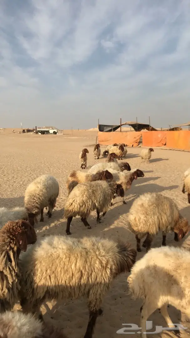 غنم نعيم مراح  (image 6)