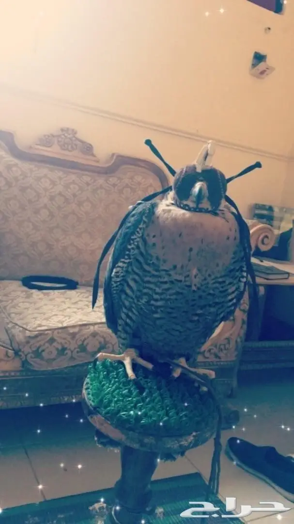 صقر للبيع 