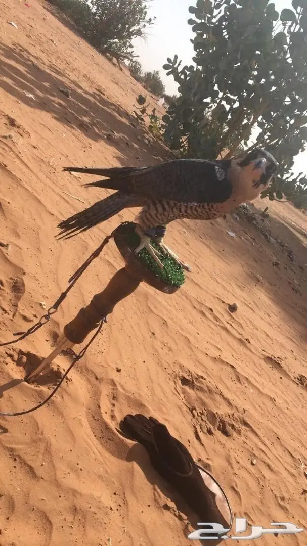صقر للبيع  (image 1)