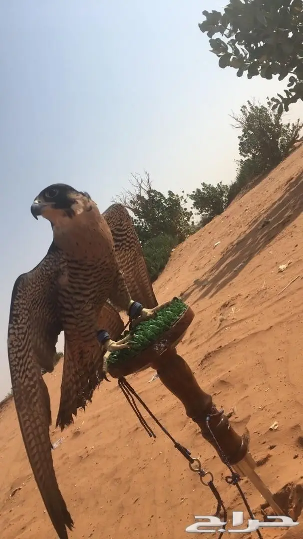 صقر للبيع  (image 2)