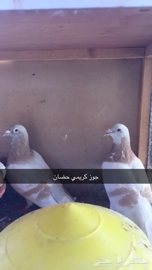 اجواز حضان للبيع  (image 3)