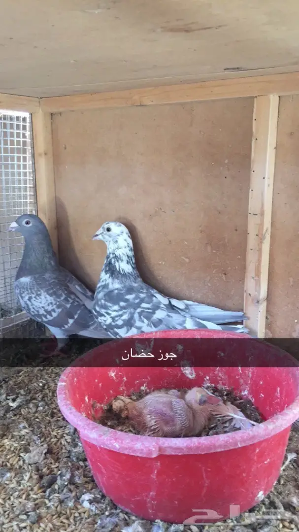 اجواز حضان للبيع  (image 4)