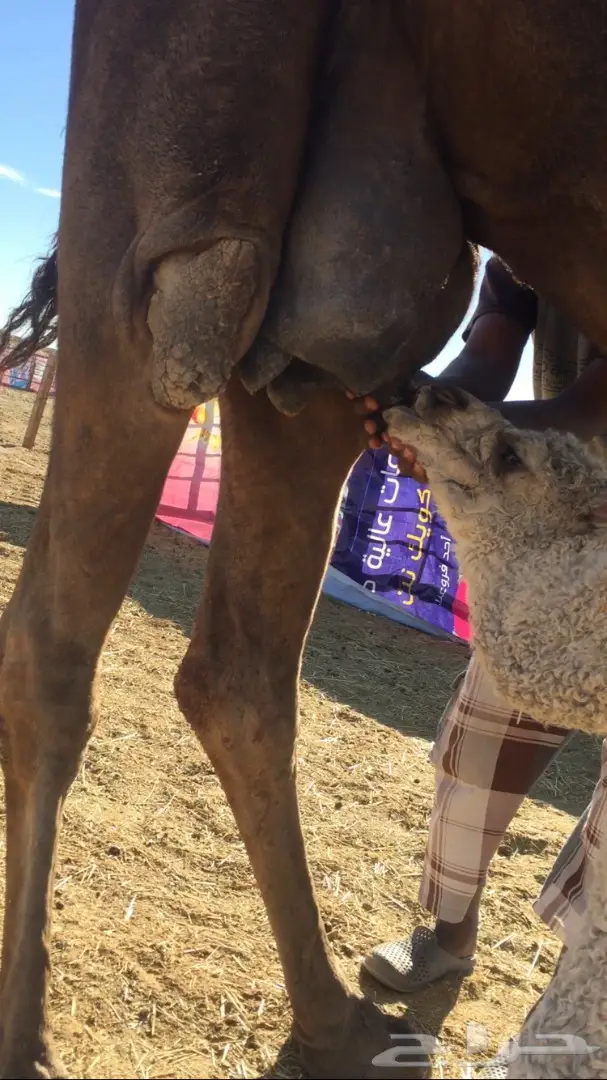 للبيع خلفى هديه وحليب (image 3)