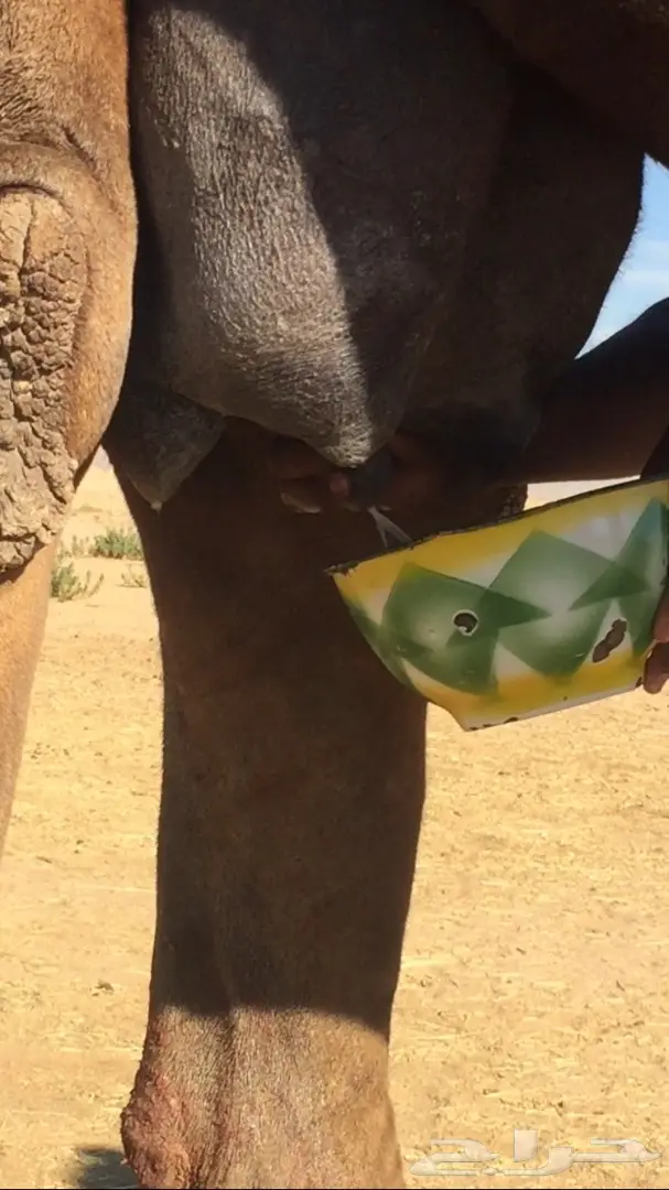 للبيع خلفى هديه وحليب (image 4)