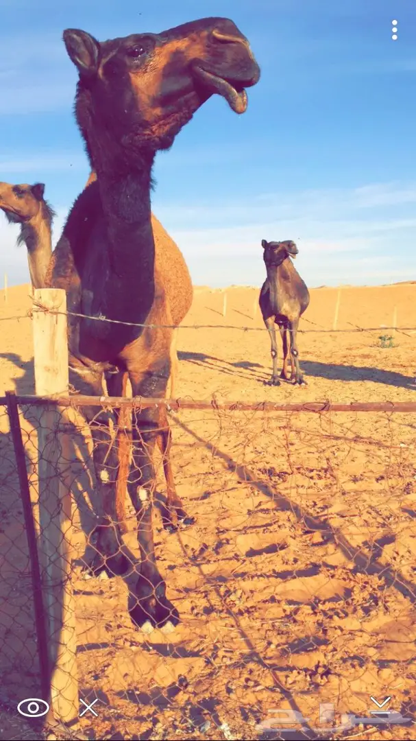 بكره صفرا كفوو 