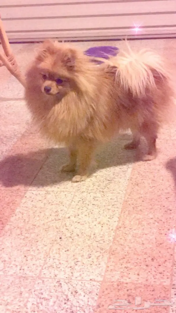 كلب بورمينيان للبيع