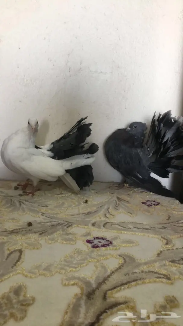 للبيع طبه رقاصي هولندي 