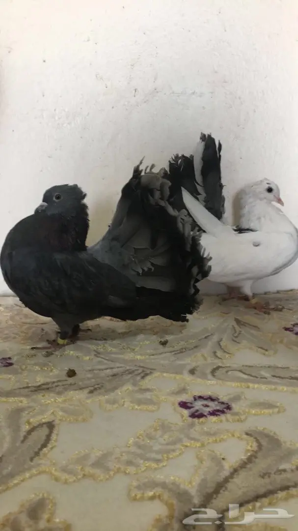 للبيع طبه رقاصي هولندي  (image 1)