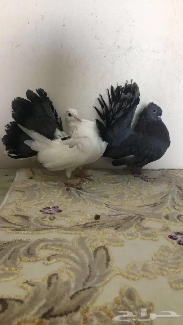 للبيع طبه رقاصي هولندي  (image 2)