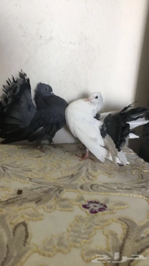 للبيع طبه رقاصي هولندي  (image 3)