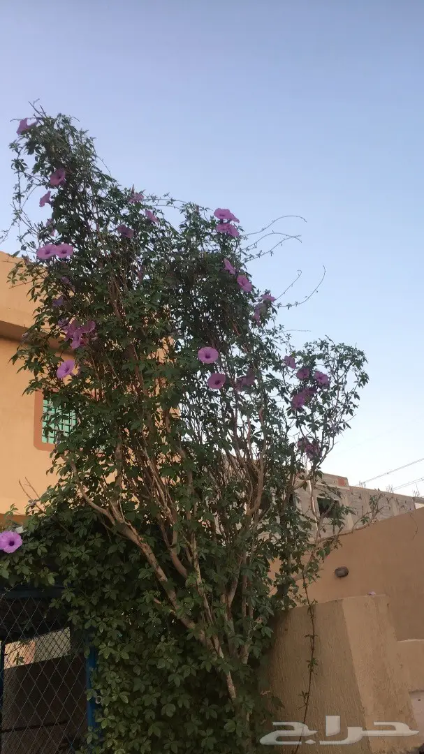 شتلات ست الحسن  (image 4)