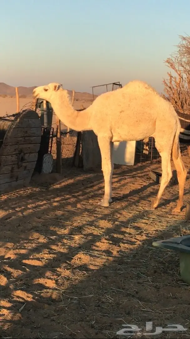 قعود اعفر على بعير ابن وديد