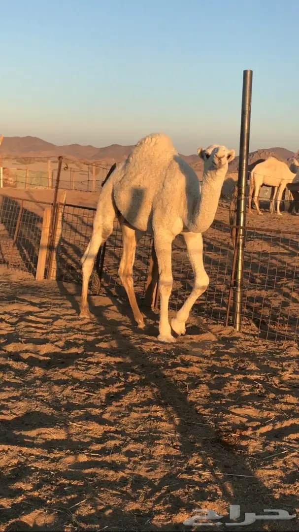 قعود اعفر على بعير ابن وديد (image 2)