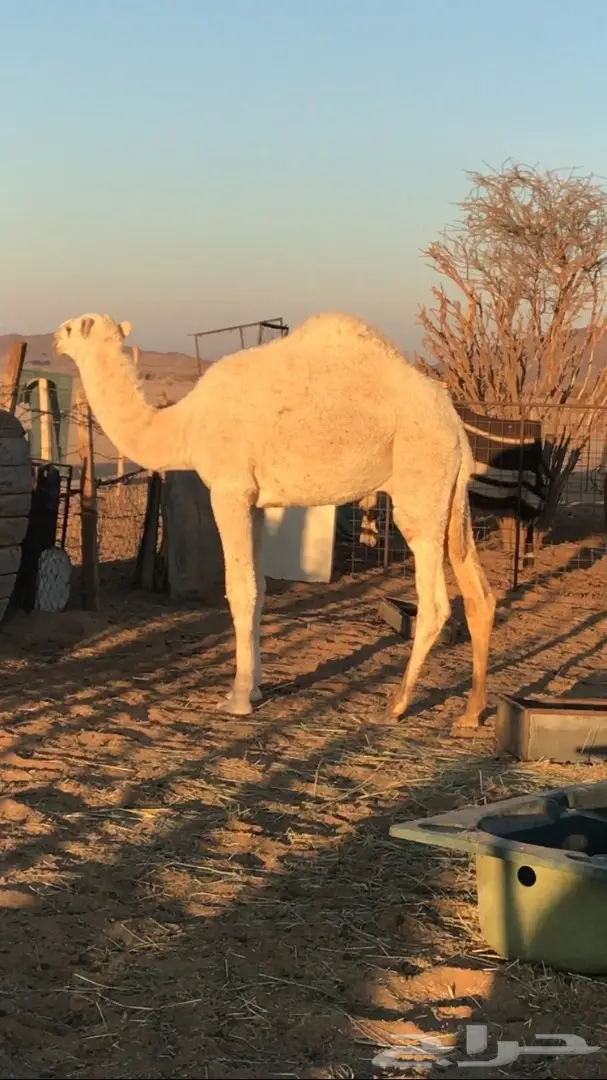 قعود اعفر على بعير ابن وديد (image 3)