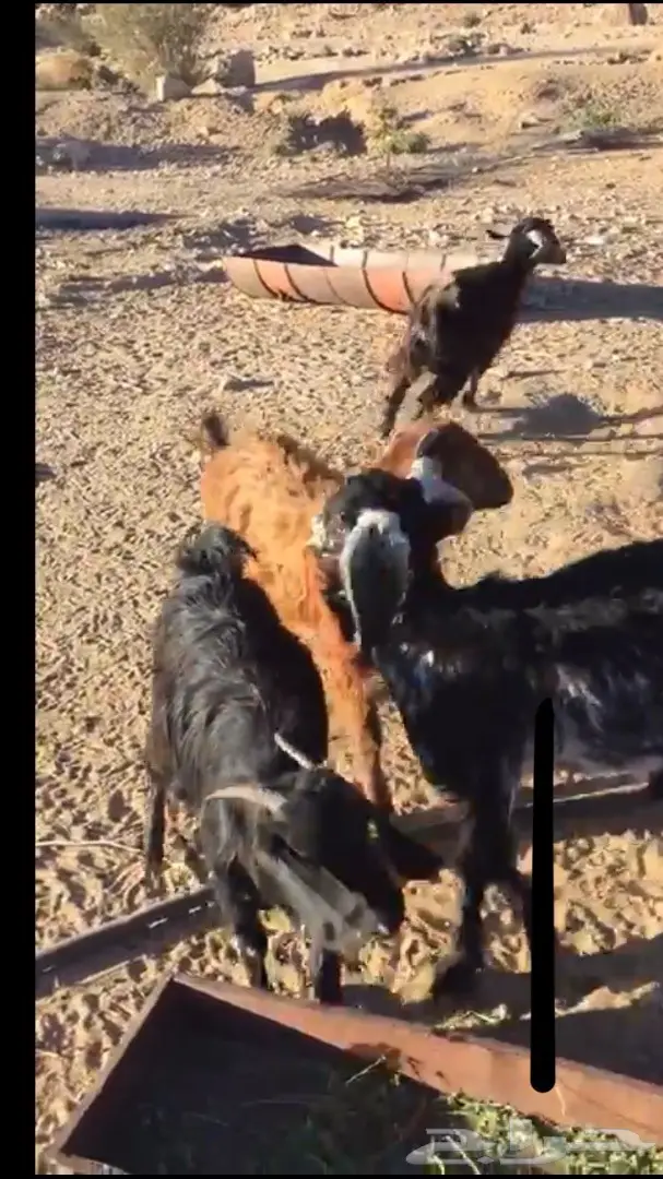 معزا للبيع (image 5)