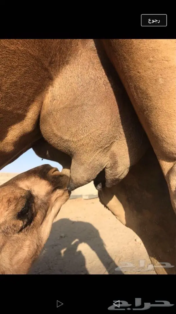 خلفه للبيع (image 1)