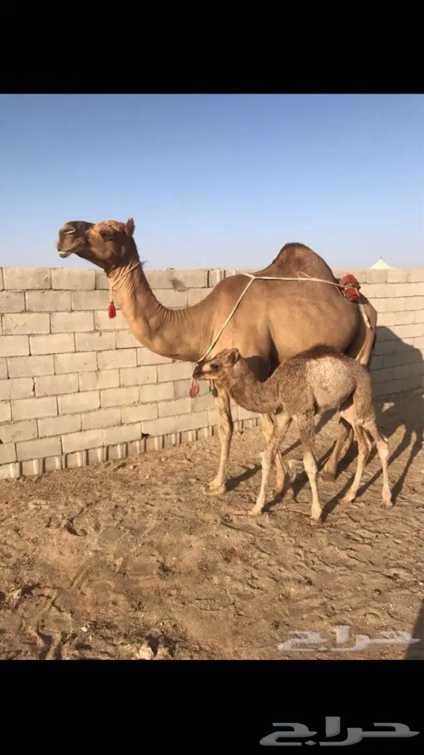 خلفه للبيع (image 2)