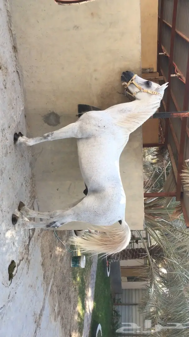 حصان شعبي مميز للبيع - فرصة لا تُفوّت!