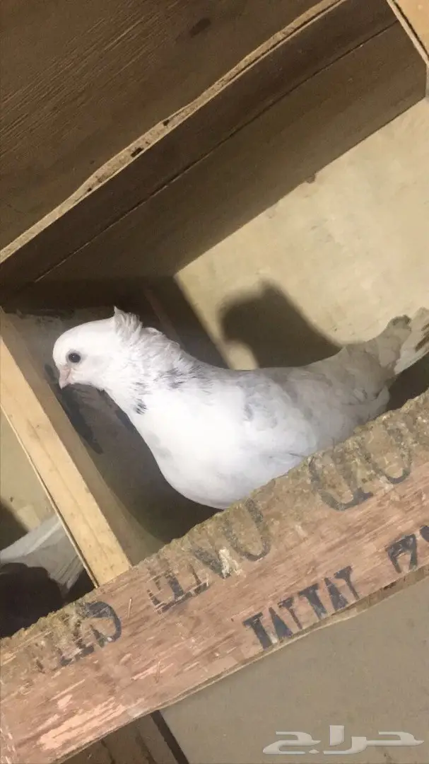 قنادي للبيع  (image 1)