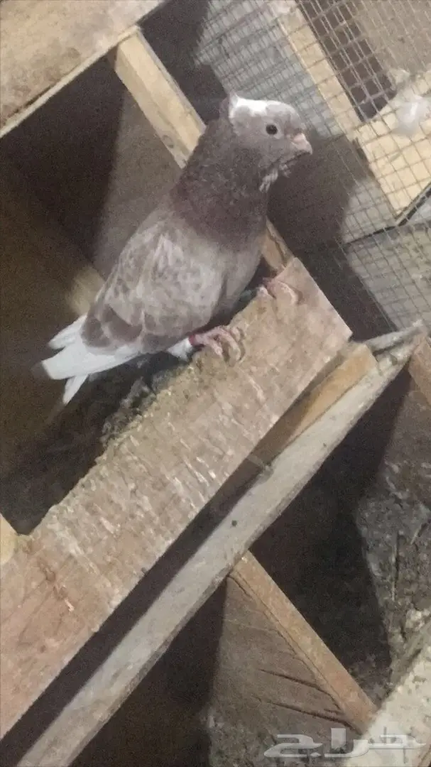 قنادي للبيع  (image 3)