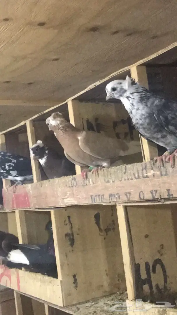 قنادي للبيع  (image 9)