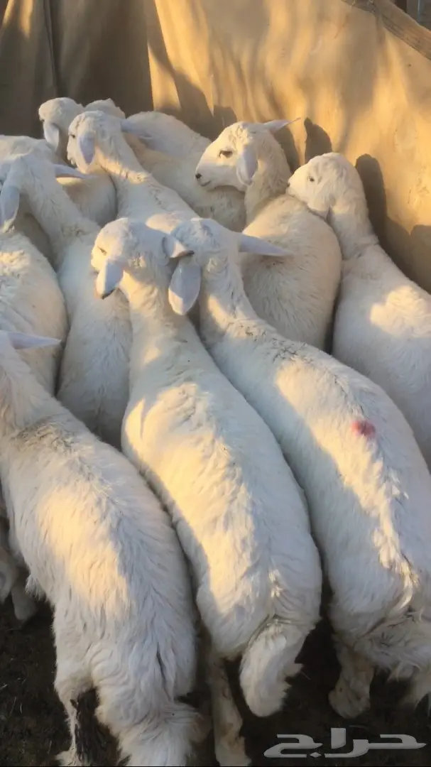 رخال للبيع (image 1)