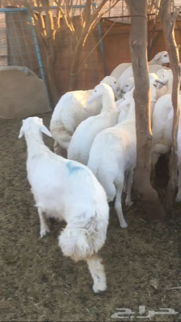 رخال للبيع (image 3)