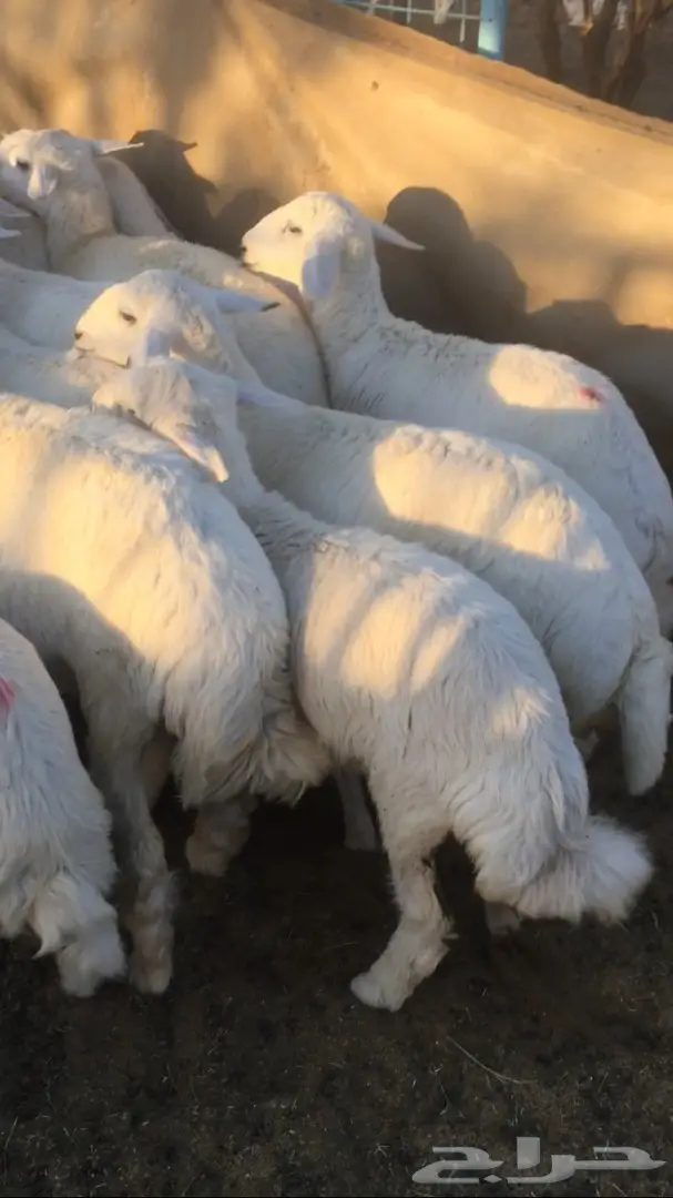 رخال للبيع (image 4)