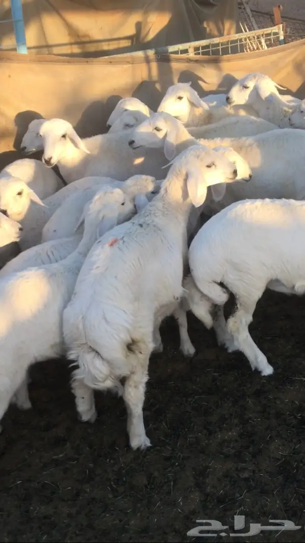 رخال للبيع (image 5)