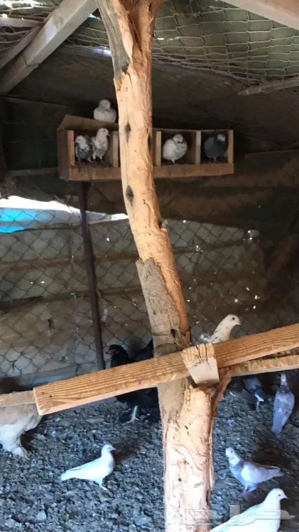 حمام باكستاني  (image 2)