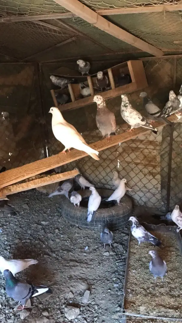 حمام باكستاني  (image 3)