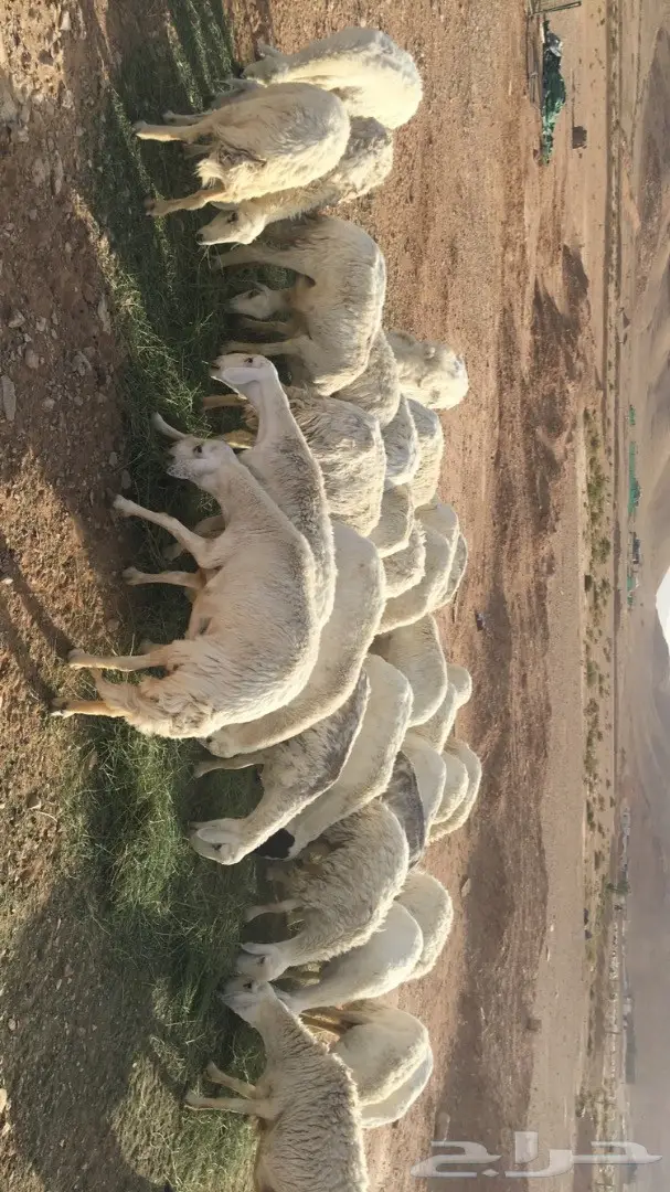 غنم حريات مقاني  (image 2)