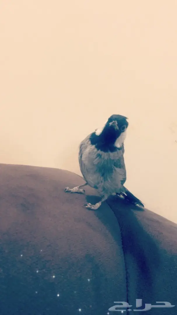 بلبل للبيع بالاحساء اليف وبصحةة ممتازة  (image 1)