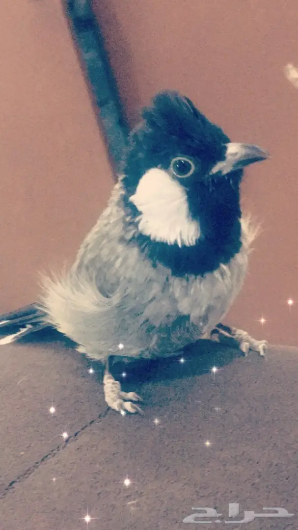 بلبل للبيع بالاحساء اليف وبصحةة ممتازة  (image 2)