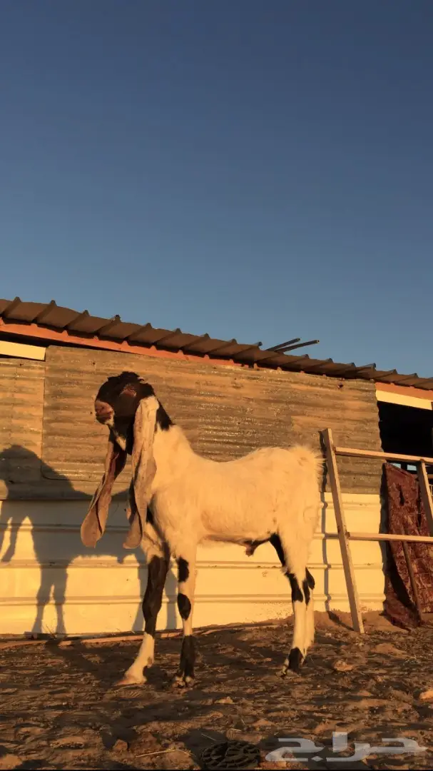 فحل هولندي  (image 2)