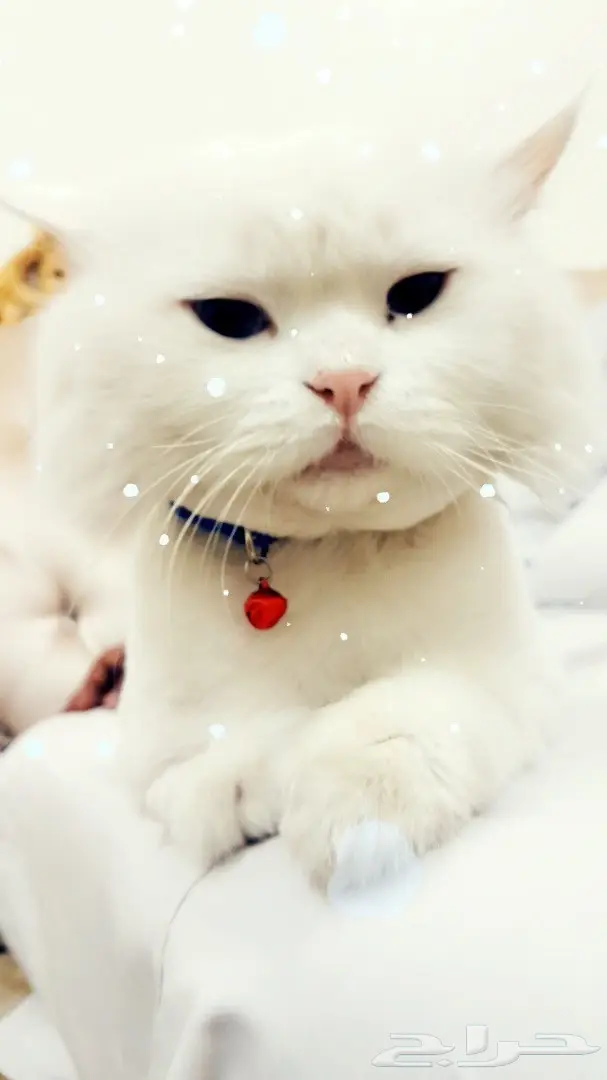 للبيع بس شرازي 