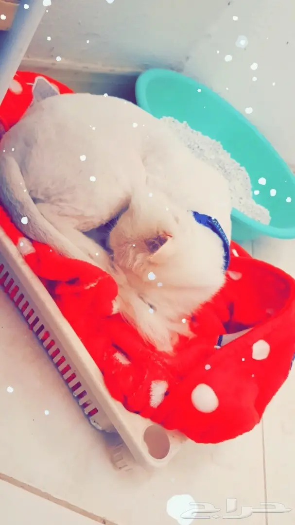 للبيع بس شرازي  (image 1)