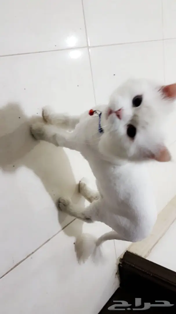 للبيع بس شرازي  (image 2)