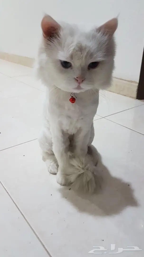 للبيع بس شرازي  (image 3)