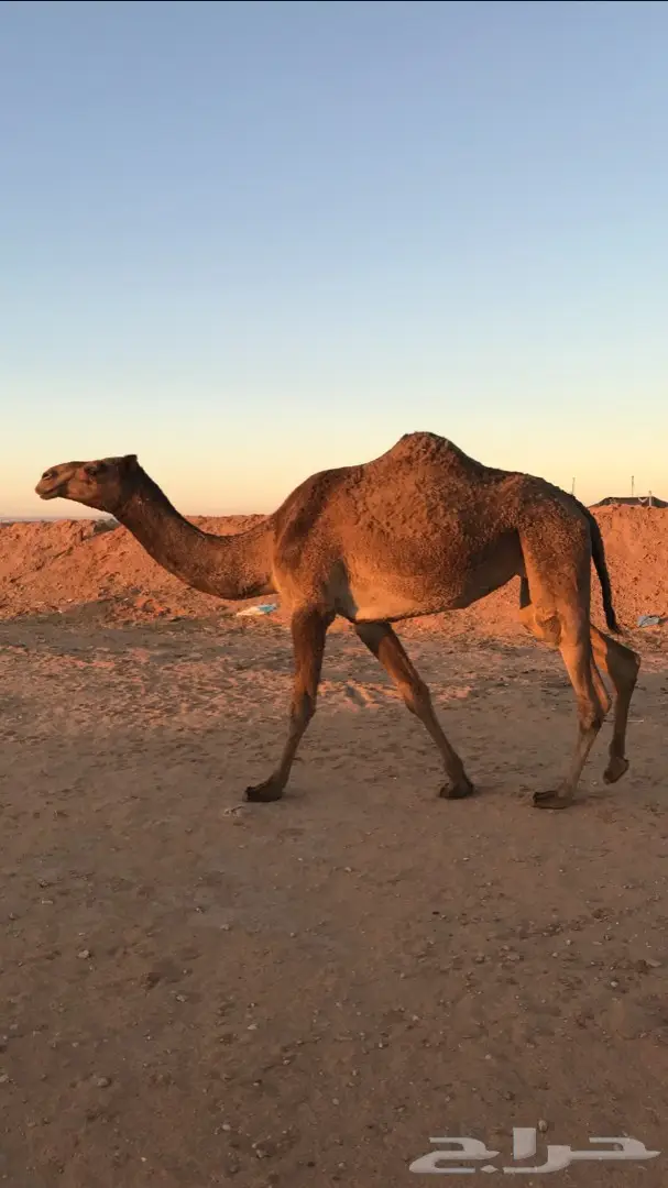 صفرا معشر للبيع 