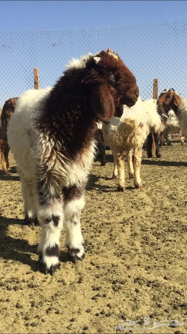 هرافي جبرة وزينة للي يبي يفحل او يذبح  (image 4)