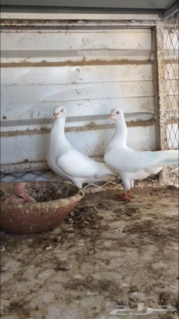 شايكر بإنتاجه