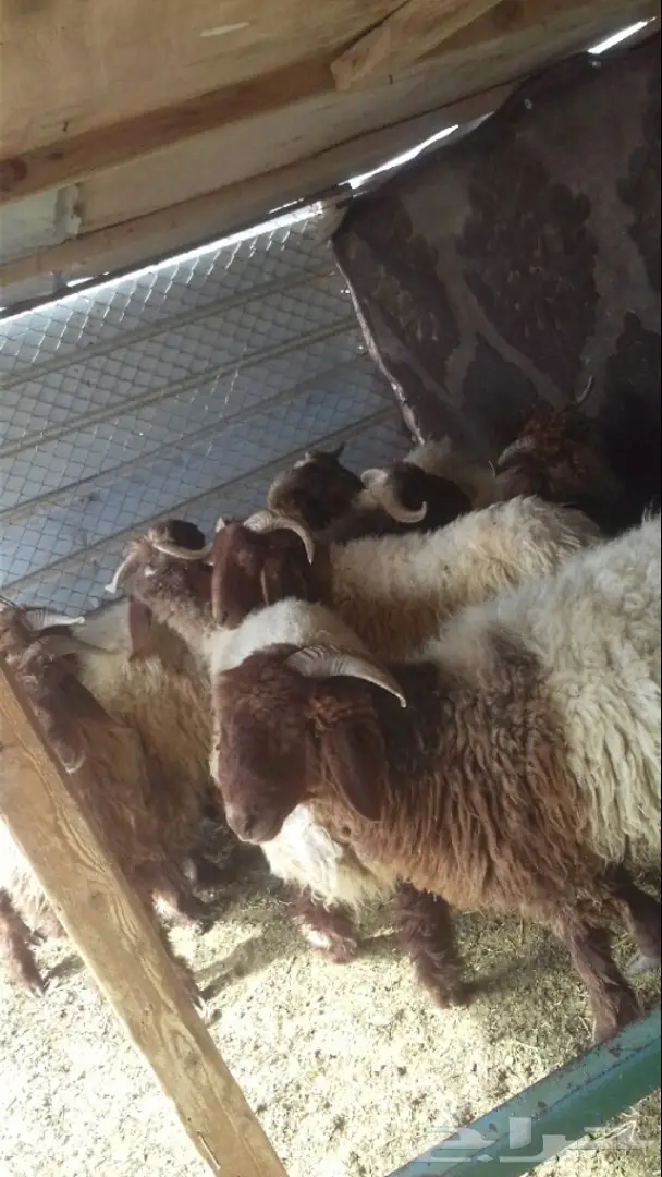 خرفان نعيمي للذبح مع التوصيل